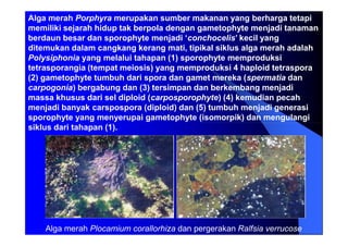 manusa dan biota laut di Indonesia sebagai sumber daya hayati | PDF