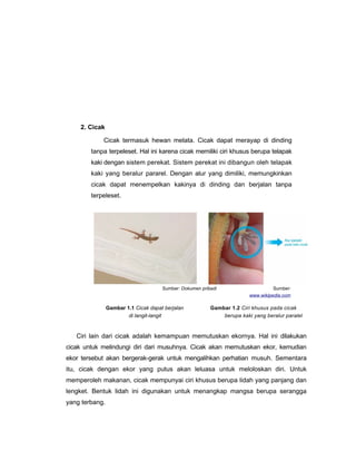 2. Cicak

            Cicak termasuk hewan melata. Cicak dapat merayap di dinding
        tanpa terpeleset. Hal ini karena cicak memiliki ciri khusus berupa telapak
        kaki dengan sistem perekat. Sistem perekat ini dibangun oleh telapak
        kaki yang beralur pararel. Dengan alur yang dimiliki, memungkinkan
        cicak dapat menempelkan kakinya di dinding dan berjalan tanpa
        terpeleset.




                                      Sumber: Dokumen pribadi                      Sumber:
                                                                         www.wikipedia.com

                Gambar 1.1 Cicak dapat berjalan           Gambar 1.2 Ciri khusus pada cicak
                        di langit-langit                      berupa kaki yang beralur paralel


   Ciri lain dari cicak adalah kemampuan memutuskan ekornya. Hal ini dilakukan
cicak untuk melindungi diri dari musuhnya. Cicak akan memutuskan ekor, kemudian
ekor tersebut akan bergerak-gerak untuk mengalihkan perhatian musuh. Sementara
itu, cicak dengan ekor yang putus akan leluasa untuk meloloskan diri. Untuk
memperoleh makanan, cicak mempunyai ciri khusus berupa lidah yang panjang dan
lengket. Bentuk lidah ini digunakan untuk menangkap mangsa berupa serangga
yang terbang.
 