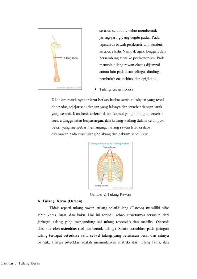 SISTEM GERAK MANUSIA