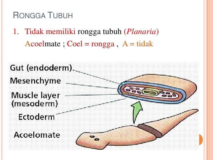 Struktur Dan Fungsi Lapisan Tubuh Cnidaria