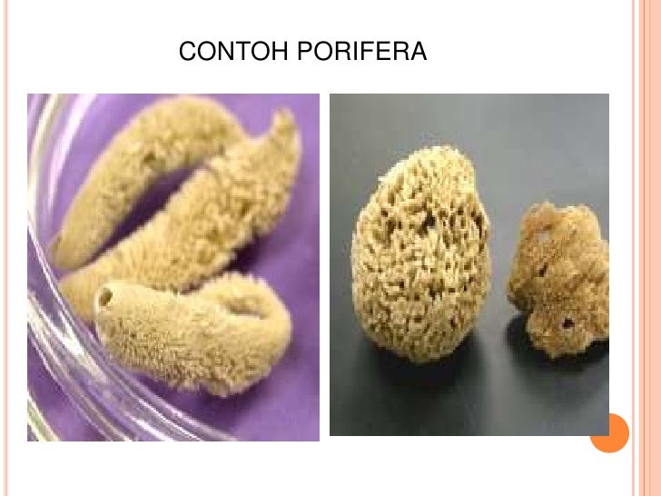 Bahan ajar 1 filum porifera, coelenterata, platyhelminthes