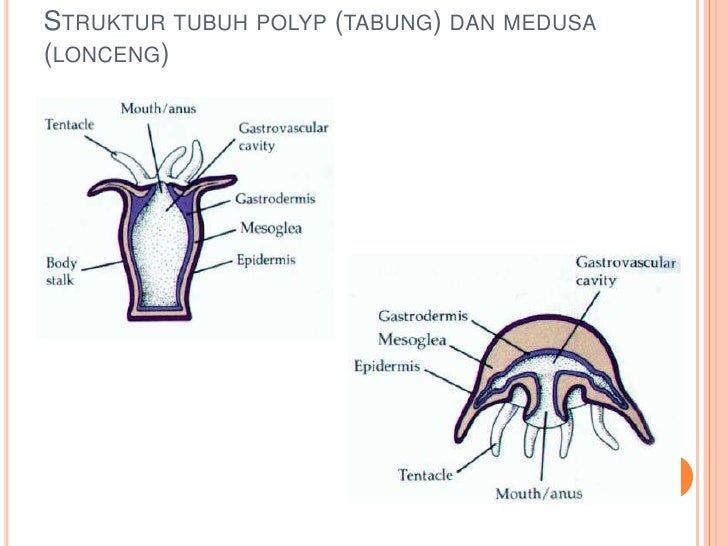 Bahan ajar 1 filum porifera coelenterata platyhelminthes Bahan ajar 1 filum porifera coelenterata platyhelminthes