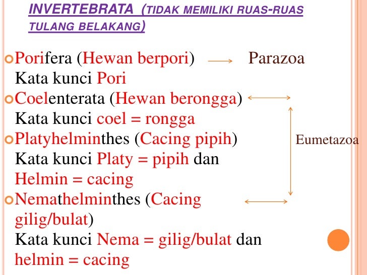 Contoh Hewan Invertebrata Coelenterata - Kabar Click