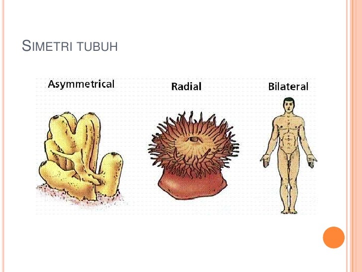 Bahan ajar 1 filum porifera, coelenterata, platyhelminthes