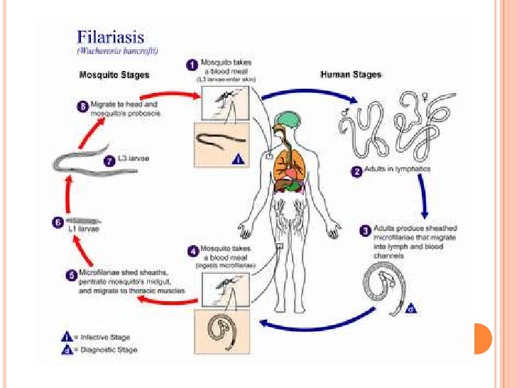 Bahan ajar2 nemathelminthes