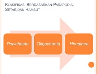 KLASIFIKASI BERDASARKAN PARAPODIA,
SETAE,DAN RAMBUT




Polychaeta     Oligochaeta     Hirudinea
 