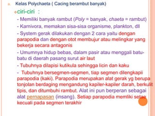 a.   Kelas Polychaeta ( Cacing berambut banyak)
        ciri-ciri :
     - Memiliki banyak rambut (Poly = banyak, chaeta = rambut)
     - Karnivora, memakan sisa-sisa organisme, plankton, dll
     - System gerak dilakukan dengan 2 cara yaitu dengan
     parapodia dan dengan otot membujur atau melingkar yang
     bekerja secara antagonis
     - Umumnya hidup bebas, dalam pasir atau menggali batu-
     batu di daerah pasang surut air laut
     - Tubuhnya dilapisi kutikula sehingga licin dan kaku
     - Tubuhnya bersegmen-segmen, tiap segmen dilengkapii
     parapodia (kaki). Parapodia merupakan alat gerak yg berupa
     tonjolan berdaging mengandung kapiler-kapiler darah, berkulit
     tipis, dan ditumbuhi rambut. Alat ini pun berperan sebagai
     alat pernapasan (insang). Setiap parapodia memliki setae
     kecuali pada segmen terakhir
 