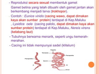 - Reproduksi secara sexual membentuk gamet
  Gamet betina yang telah dibuahi oleh gamet jantan akan
  berkembang menjadi larva (trokhopor).
- Contoh : Eunice viridis (cacing wawo, dapat dimakan

  kaya akan sumber protein) terdapat di Kep.Maluku
  , Lysidice oele (cacing palolo, dapat dimakan kaya akan
  sumber protein) terdapat di Kep.Maluku, Nereis virens
  (kelabang laut)
 - Tubuhnya berwarna menarik, seperti ungu kemerah-
  merahan.
 - Cacing ini tidak mempunyai sadel (klitelum)
 