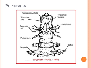 POLYCHAETA
 
