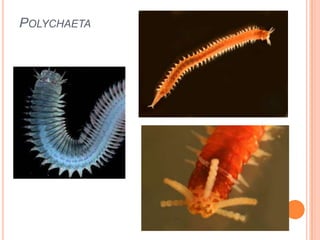 POLYCHAETA
 