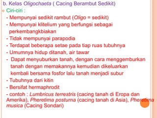 b. Kelas Oligochaeta ( Cacing Berambut Sedikit)
 Ciri-ciri :
  - Mempunyai sedikit rambut (Oligo = sedikit)
  - Mempunyai klitelium yang berfungsi sebagai
    perkembangkbiakan
  - Tidak mempunyai parapodia
  - Terdapat beberapa setae pada tiap ruas tubuhnya
  - Umumnya hidup ditanah, air tawar
  - Dapat menyuburkan tanah, dengan cara menggemburkan
    tanah dengan memakannya kemudian dikeluarkan
    kembali bersama fosfor lalu tanah menjadi subur
  - Tubuhnya dari kitin
  - Bersifat hermaphrodit
  - contoh : Lumbricus terrestris (cacing tanah di Eropa dan
  Amerika), Pheretima posturna (cacing tanah di Asia), Pheretima
  musica (Cacing Sondari)
 