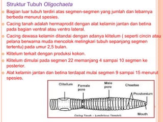 Struktur Tubuh Oligochaeta
   Bagian luar tubuh terdiri atas segmen-segmen yang jumlah dan lebarnya
    berbeda menurut spesies.
   Cacing tanah adalah hermaprodit dengan alat kelamin jantan dan betina
    pada bagian ventral atau ventro lateral.
   Cacing dewasa kelamin ditandai dengan adanya klitelum ( seperti cincin atau
    pelana berwarna muda mencolok melingkari tubuh sepanjang segmen
    tertentu) pada umur 2,5 bulan.
   Klitelum terkait dengan produksi kokon.
   Klitelum dimulai pada segmen 22 memanjang 4 sampai 10 segmen ke
    posterior.
   Alat kelamin jantan dan betina terdapat mulai segmen 9 sampai 15 menurut
    spesies.
 