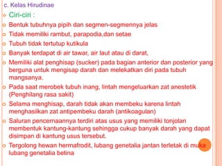 c. Kelas Hirudinae
   Ciri-ciri :
   Bentuk tubuhnya pipih dan segmen-segmennya jelas
   Tidak memiliki rambut, parapodia,dan setae
   Tubuh tidak tertutup kutikula
   Banyak terdapat di air tawar, air laut atau di darat,
   Memiliki alat penghisap (sucker) pada bagian anterior dan posterior yang
    berguna untuk mengisap darah dan melekatkan diri pada tubuh
    mangsanya.
   Pada saat merobek tubuh inang, lintah mengeluarkan zat anestetik
    (Penghilang rasa sakit)
   Selama menghisap, darah tidak akan membeku karena lintah
    menghasilkan zat antipembeku darah (antikoagulan)
   Saluran pencernaannya terdiri atas usus yang memiliki tonjolan
    membentuk kantung-kantung sehingga cukup banyak darah yang dapat
    disimpan di kantung usus tersebut.
   Tergolong hewan hermafrodit, lubang genetalia jantan terletak di muka
    lubang genetalia betina
 