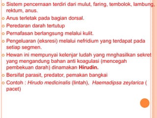  Sistem pencernaan terdiri dari mulut, faring, tembolok, lambung,
  rektum, anus.
 Anus terletak pada bagian dorsal.

 Peredaran darah tertutup

 Pernafasan berlangsung melalui kulit.

 Pengeluaran (eksresi) melalui nefridium yang terdapat pada
  setiap segmen.
 Hewan ini mempunyai kelenjar ludah yang mnghasilkan sekret
  yang mengandung bahan anti koagulasi (mencegah
  pembekuan darah) dinamakan Hirudin.
 Bersifat parasit, predator, pemakan bangkai

 Contoh : Hirudo medicinalis (lintah), Haemadipsa zeylarica (
  pacet)
 