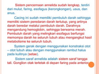 Sistem pencernaan annelida sudah lengkap, terdiri
dari mulut, faring, esofagus (kerongkongan), usus, dan
anus.
      Cacing ini sudah memiliki pembuluh darah sehingga
memiliki sistem peredaran darah tertutup, yang artinya
darah beredar melalui pembuluh darah. Darahnya
mengandung hemoglobin, sehingga berwarna merah.
Pembuluh darah yang melingkari esofagus berfungsi
memompa darah ke seluruh tubuh atau mengangkut hasil
metabolisme ke seluruh tubuh.
      System gerak dengan menggunakan konstraksi otot
– otot tubuh atau dengan menggunakan rambut halus
pada kulitnya (setae).
       Sistem saraf annelida adalah sistem saraf tangga
tali. Gonglion otak terletak di depan faring pada anterior.
 