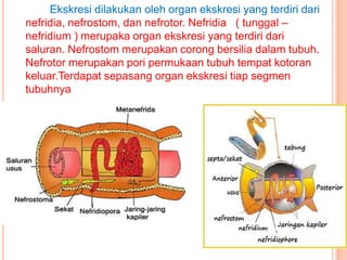 Ekskresi dilakukan oleh organ ekskresi yang terdiri dari
nefridia, nefrostom, dan nefrotor. Nefridia ( tunggal –
nefridium ) merupaka organ ekskresi yang terdiri dari
saluran. Nefrostom merupakan corong bersilia dalam tubuh.
Nefrotor merupakan pori permukaan tubuh tempat kotoran
keluar.Terdapat sepasang organ ekskresi tiap segmen
tubuhnya
 