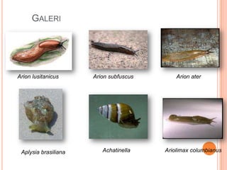 Anggota filum mollusca yang dikenal mempunyai cairan tinta adalah
