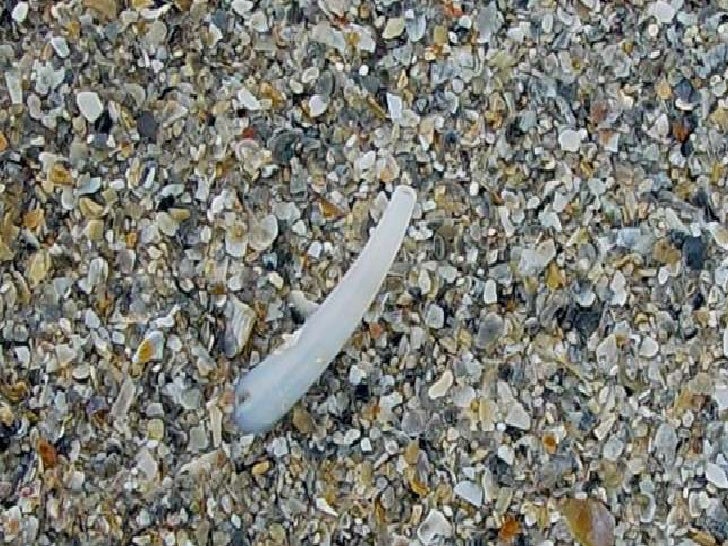 Filum mollusca kelas Amphineura-Gastropoda (bahan ajar4)