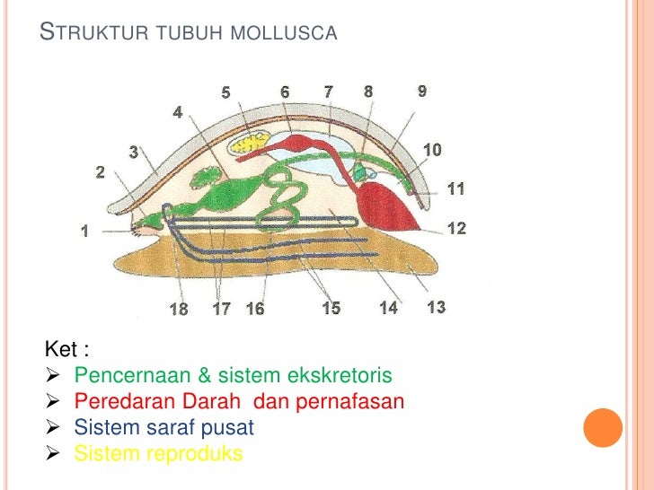 Filum mollusca  kelas Amphineura Gastropoda bahan ajar4 