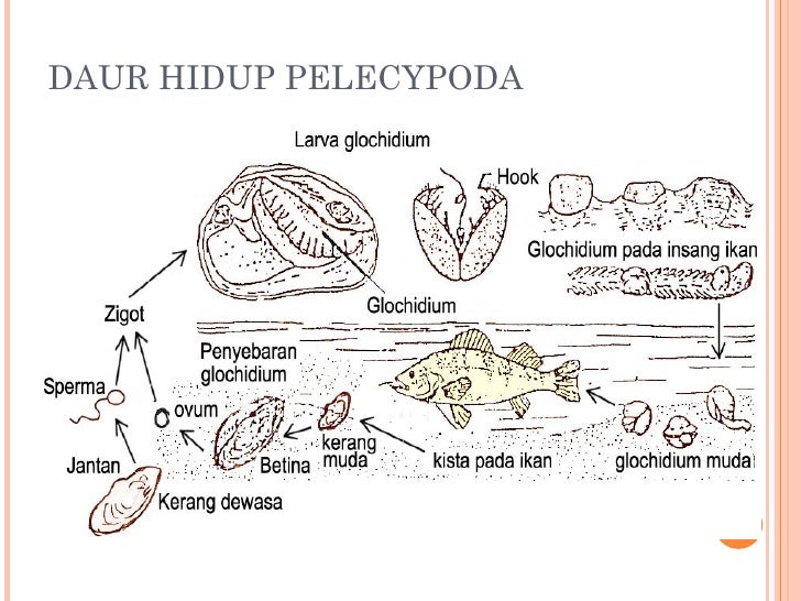 Filum mollusca  kelas Pelecypoda bahan ajar 5 