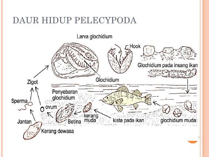 Filum mollusca kelas Pelecypoda bahan ajar 5 Filum mollusca kelas Pelecypoda bahan ajar 5