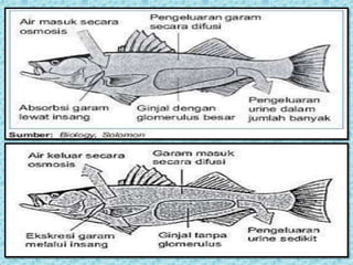 66 Bagaimana Mekanisme Ekskresi Ikan Air Laut Gratis Terbaik