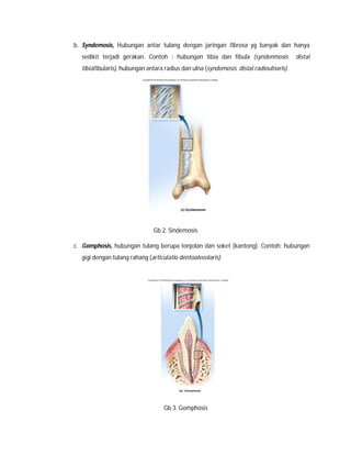 Hubungan antara tulang radius dengan ulna merupakan contoh dari