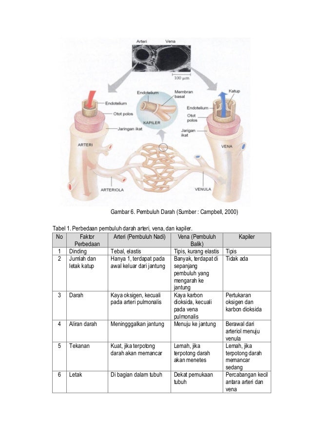 Bahan ajar organ peredaran darah