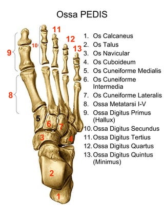 Osteologi | PPT