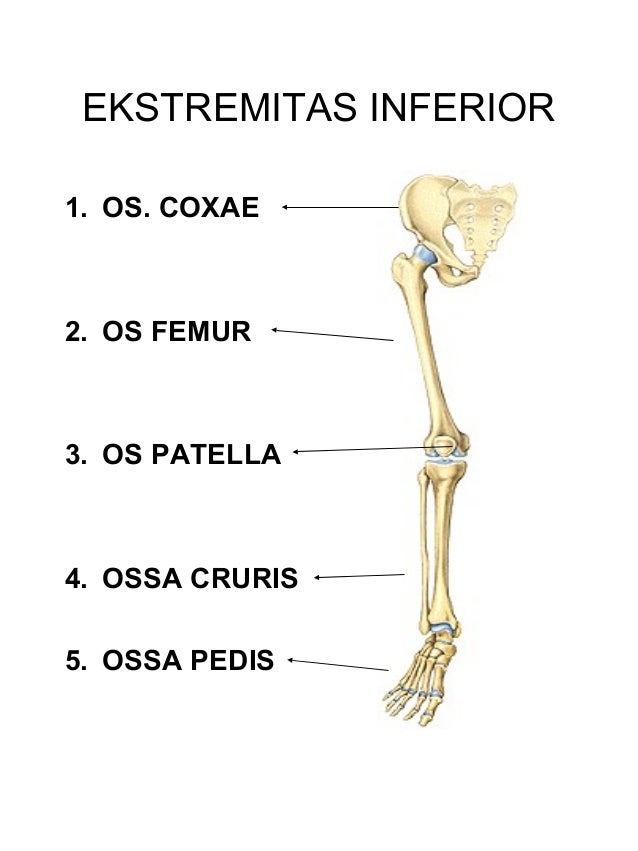 Tulang Ekstremitas Bawah  Besar