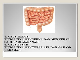4. Usus Halus
Fungsinya mencerna dan menyerap
sari-sari makanan.
5. Usus Besar
Fungsinya menyerap air dan garam-
garaman
 