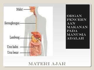 Organ
              pencern
              aan
              makanan
              pada
              manusia
              adalah




MATERI AJAR
 