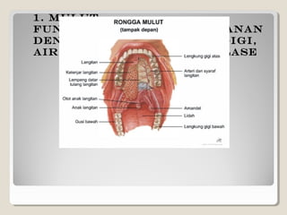 1. Mulut
Fungsinya melumat makanan
dengan bantuan Lidah, Gigi,
Air Liur dan Enzim Amilase
 