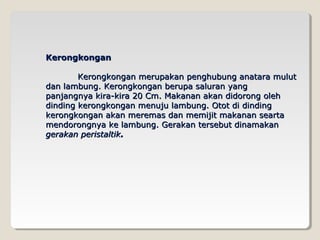 Kerongkongan

        Kerongkongan merupakan penghubung anatara mulut
dan lambung. Kerongkongan berupa saluran yang
panjangnya kira-kira 20 Cm. Makanan akan didorong oleh
dinding kerongkongan menuju lambung. Otot di dinding
kerongkongan akan meremas dan memijit makanan searta
mendorongnya ke lambung. Gerakan tersebut dinamakan
gerakan peristaltik.
 