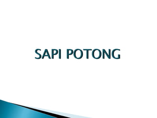 SAPI POTONG
 