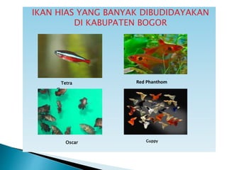 IKAN HIAS YANG BANYAK DIBUDIDAYAKAN
DI KABUPATEN BOGOR
Guppy
Red PhanthomTetra
Oscar Guppy
 