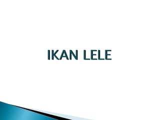 IKAN LELE
 