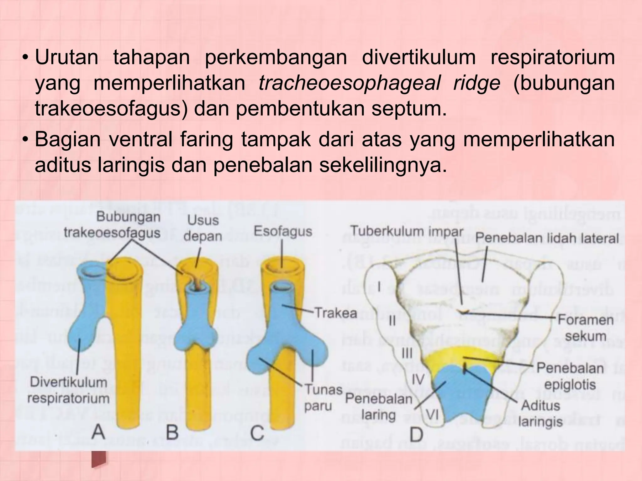 Bagian Ridge bahankuliahembriologisistempernapasan-120427210337-phpapp02.pdf