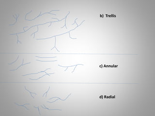 b) Trellis 
c) Annular 
d) Radial 
 
