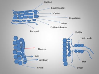 Kulit ari 
Epidemia atas 
Cylem 
Epidemis bawah 
Celpalisade 
udara 
Pori-pori 
Pholem 
Kulit 
kambium 
Cylem 
Curtex 
butirtanah 
akar 
Cylem 
 