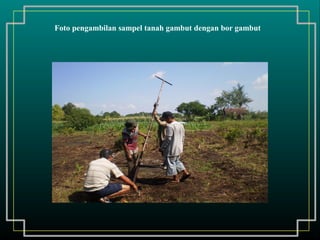 Foto pengambilan sampel tanah gambut dengan bor gambut
 