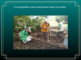 Foto pengambilan sampel tanah gambut dengan bor gambut
 