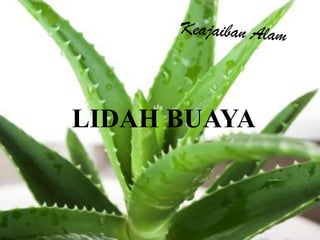 LIDAH BUAYA
 