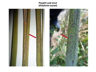Peyakit Leaf smut
(Entyloma oryzae)
 