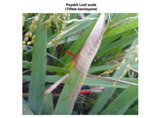 Peyakit Leaf scale
(Tilleta barclayana)
 