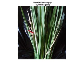 Peyakit Kembang api
(Ephelis oryzae)
 