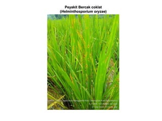 Peyakit Bercak coklat
(Helminthosporium oryzae)
 