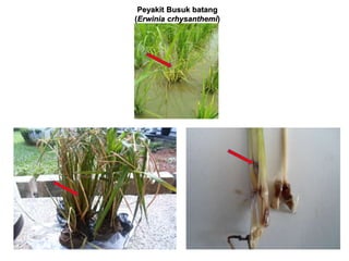 Peyakit Busuk batang
(Erwinia crhysanthemi)
 