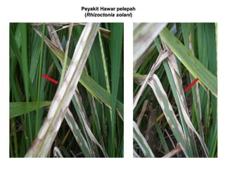 Peyakit Hawar pelepah
(Rhizoctonia solani)
 