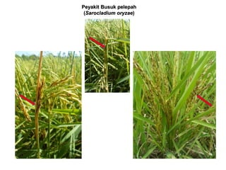 Peyakit Busuk pelepah
(Sarocladium oryzae)
 
